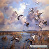 After The Storm Pintails