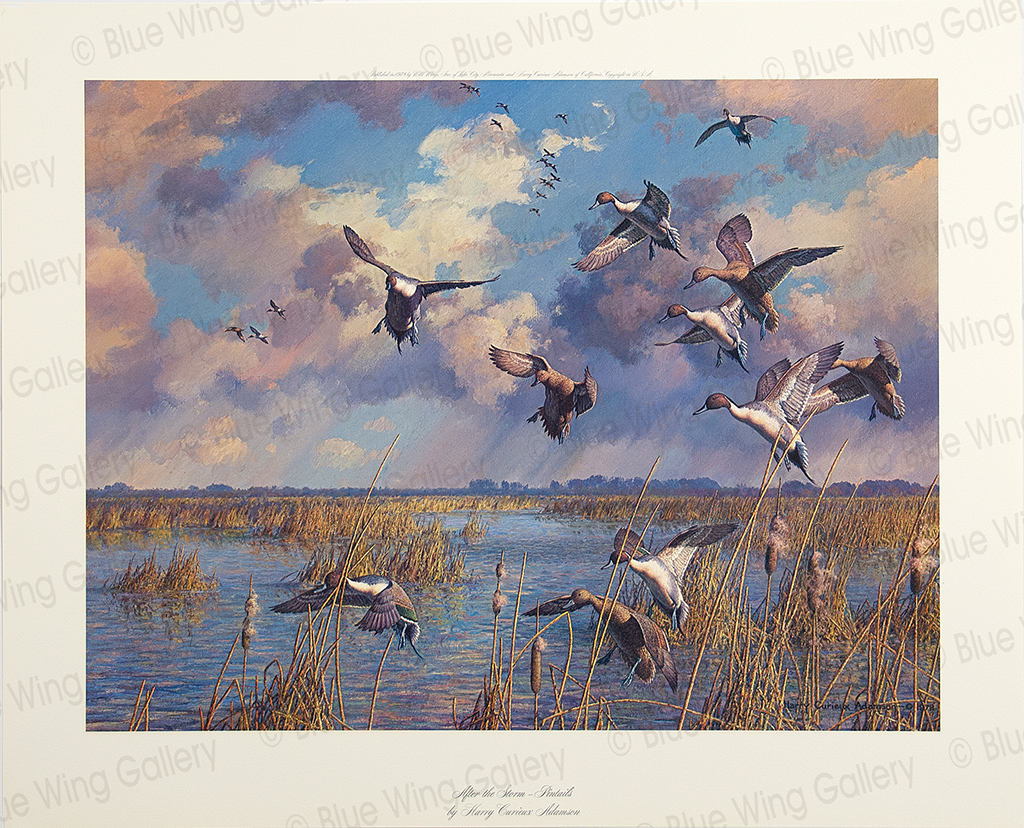 AFTER THE STORM PINTAILS – LITHOGRAPH