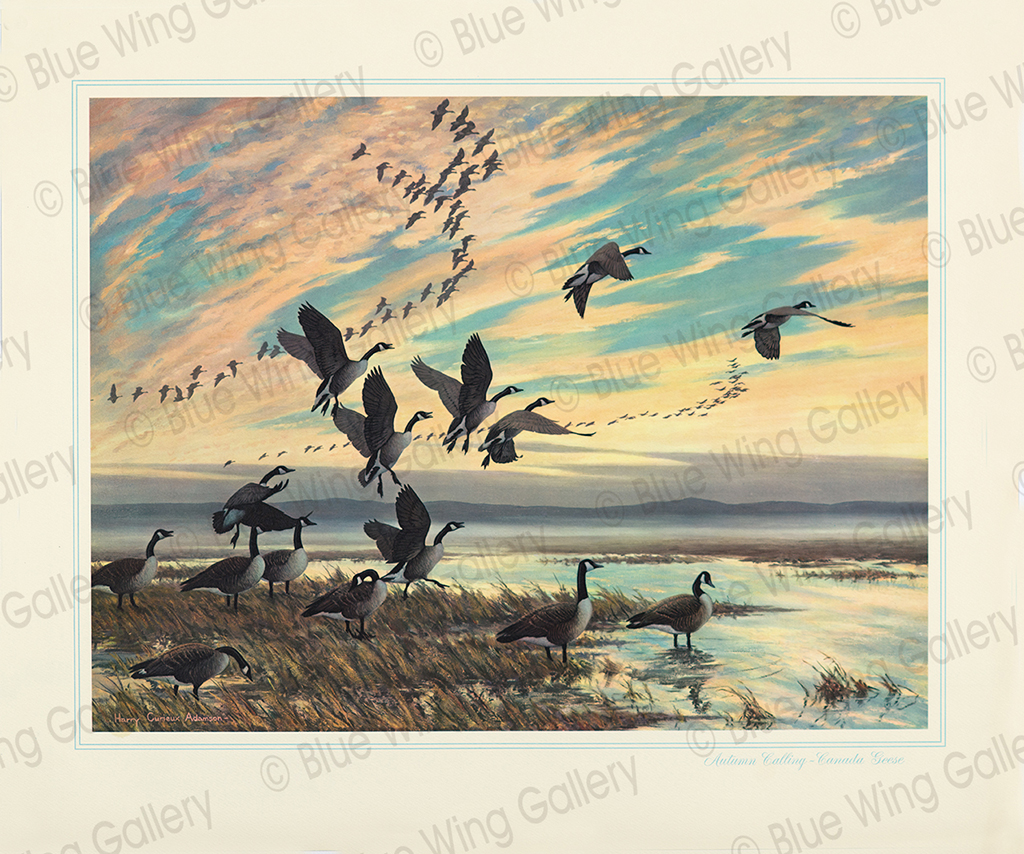 Autumn-Calling - Canada Geese By Harry Curieux Adamson