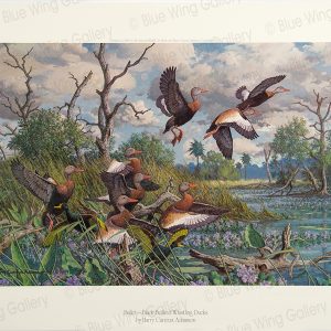 Ballet - Black Bellied Whistling-Ducks By Harry Curieux Adamson