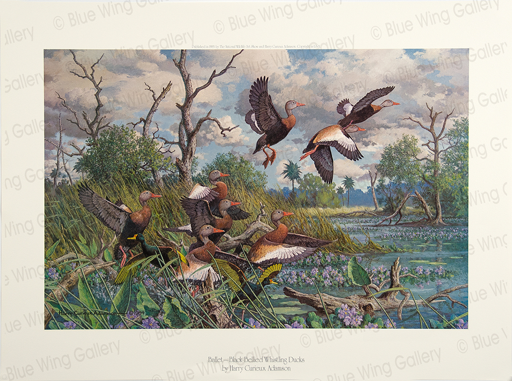 Ballet - Black Bellied Whistling-Ducks By Harry Curieux Adamson