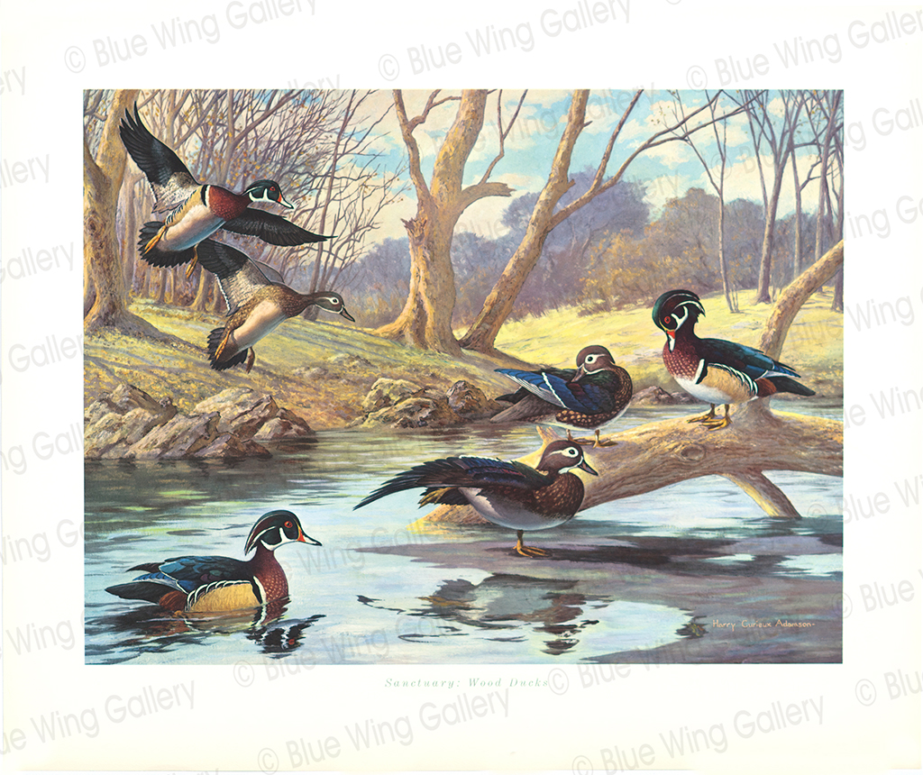 Sanctuary Wood Ducks By Harry Curieux Adamson