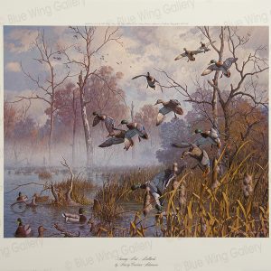 Swamp Mist - Mallards By Harry Curieux Adamson