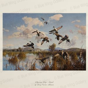 Whispering Wings - Pintails By Harry Curieux Adamson