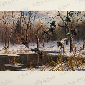 Wild-Bounty-Black-Ducks By Harry Curieux Adamson