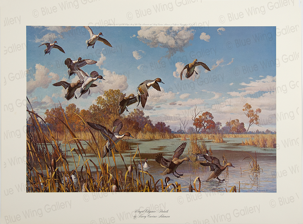 WINGED ELEGANCE – PINTAILS – LITHOGRAPH