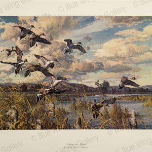 Winging In Pintails by Harry C. Adamson
