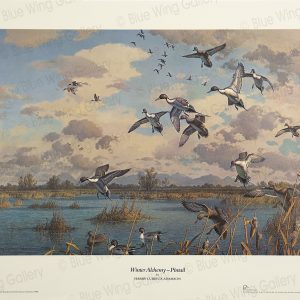 Winter Alchemy - Pintail By Harry Curieux Adamson